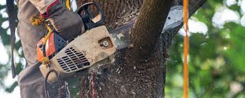 Best Tree Maintenance Programs  in Frazier Park, CA