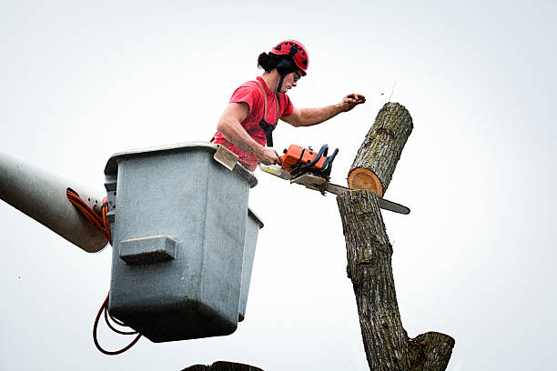 How Our Tree Care Process Works  in  Frazier Park, CA